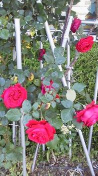 庭の薔薇.jpg